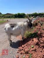 5YO PYGMY BILLY GOAT - 2