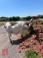 5YO PYGMY BILLY GOAT - 3