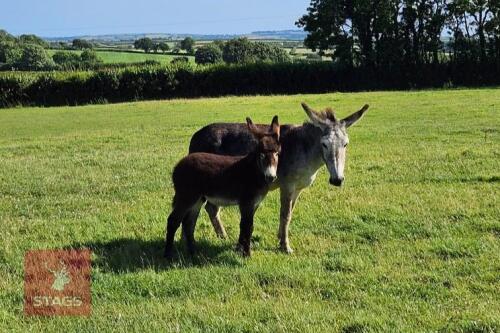 13YO JENNY DONKEY & JACK FOAL AT FOOT BIDS PER LIFE