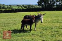 13YO JENNY DONKEY & JACK FOAL AT FOOT BIDS PER LIFE