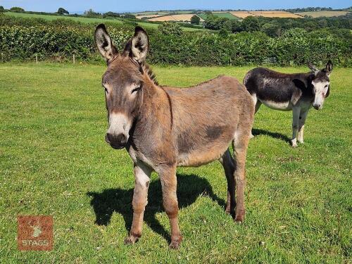 3YO JACK DONKEY