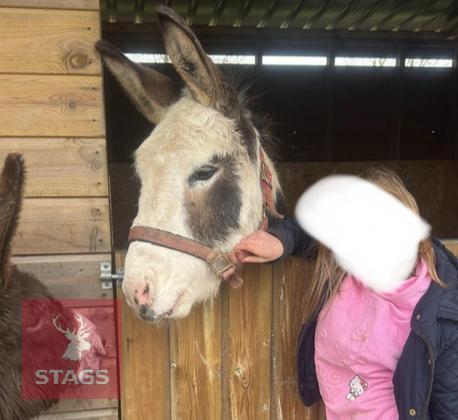 5YO JACK DONKEY