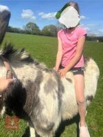 5YO JACK DONKEY - 2