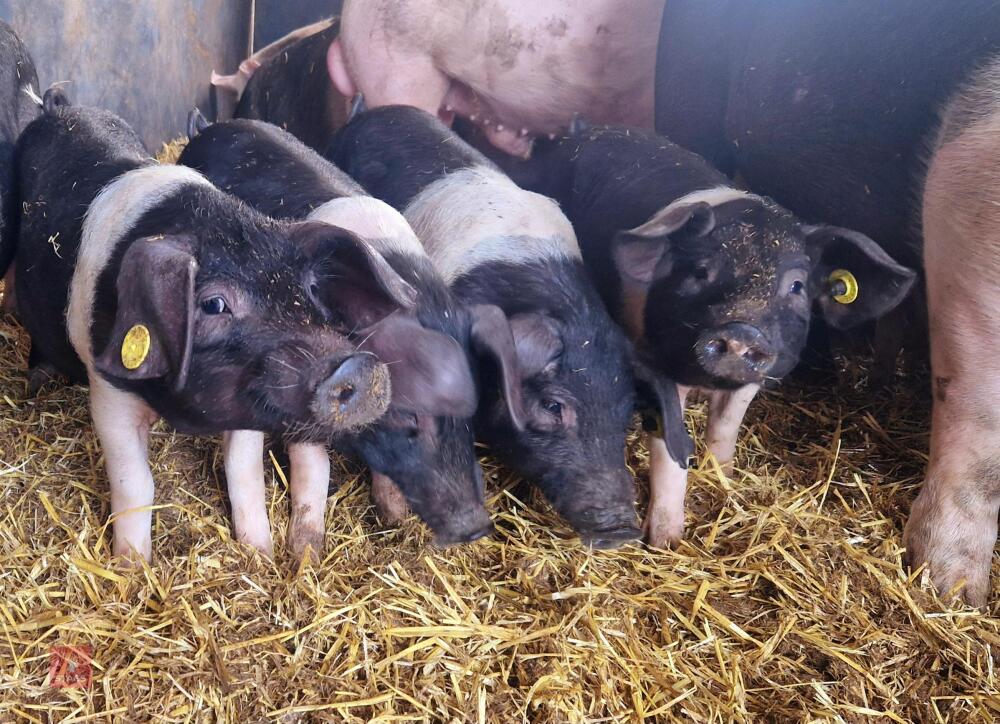 5 GILT SADDLEBACK WEANER PIGS BIDS PER LIFE