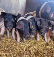 5 GILT SADDLEBACK WEANER PIGS BIDS PER LIFE - 2