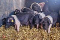 5 GILT SADDLEBACK WEANER PIGS BIDS PER LIFE - 3