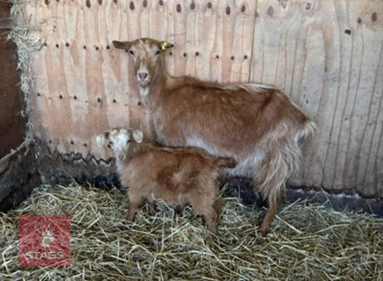 4YO GOLDEN GUERNSEY NANNY & KID AT FOOT BIDS FOR THE GROUP