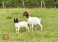 4YO BOER NANNY GOAT & KID AT FOOT BIDS FOR THE GROUP