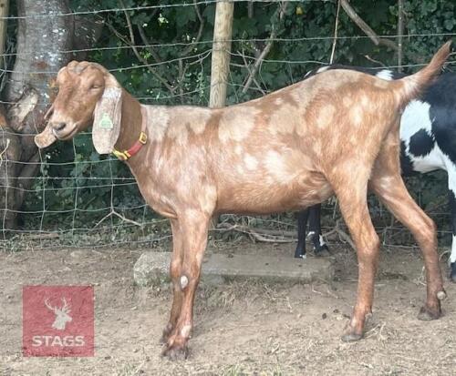 2 X 4YO ANGLO NUBIAN GOAT BIDS PER LIFE
