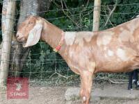 2 X 4YO ANGLO NUBIAN GOAT BIDS PER LIFE - 3