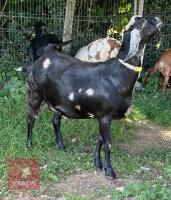 2 X 4YO ANGLO NUBIAN GOAT BIDS PER LIFE - 4