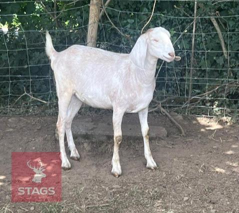 2 X 1YO ANGLO NUBIAN GOAT BIDS PER LIFE