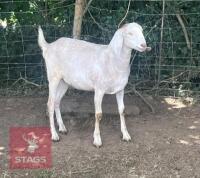 2 X 1YO ANGLO NUBIAN GOAT BIDS PER LIFE