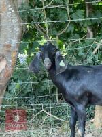 2 X 1YO ANGLO NUBIAN GOAT BIDS PER LIFE - 2