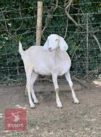 2 X 1YO ANGLO NUBIAN GOAT BIDS PER LIFE - 3