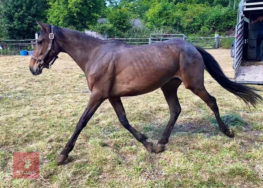 3YO NEW FOREST X THOROUGHBRED FILLY