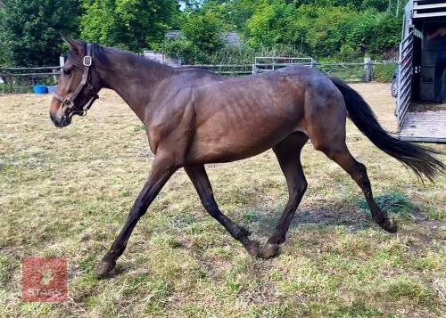3YO NEW FOREST X THOROUGHBRED FILLY