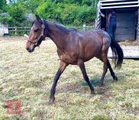 3YO NEW FOREST X THOROUGHBRED FILLY - 2