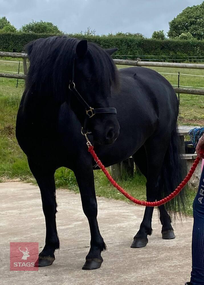 5YO 12.2/13HH GELDING