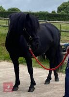 5YO 12.2/13HH GELDING