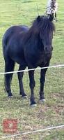 5YO 12.2/13HH GELDING - 2