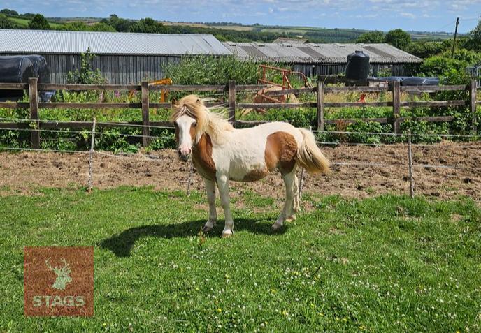 1YO DARTMOOR HILL FILLY