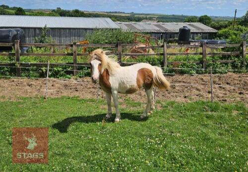 1YO DARTMOOR HILL FILLY