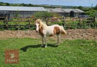 1YO DARTMOOR HILL FILLY