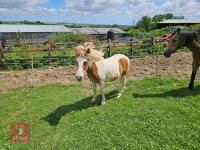 1YO DARTMOOR HILL FILLY - 2