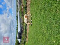 1YO DARTMOOR HILL FILLY - 3