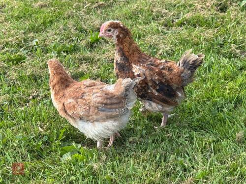 PAIR OF WHEATON MARANS BIDS PER LIFE