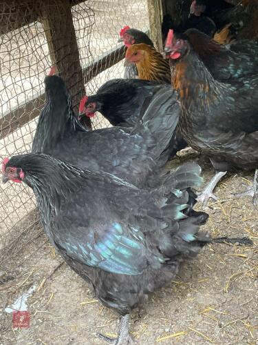 3 COPPER MARAN POL HENS BIDS PER LIFE