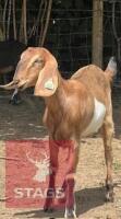 3YO ANGLO NUBIAN GOAT & KID AT FOOT BIDS PER LIFE - 3