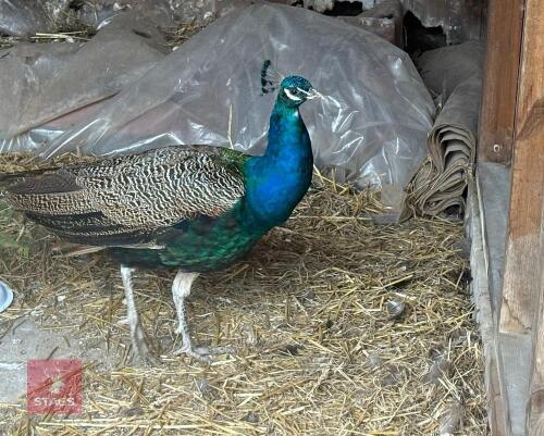 18MO PEACOCK