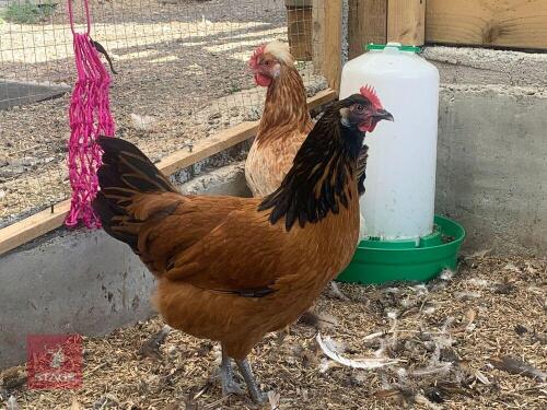 2 VORWERK HENS BIDS PER LIFE