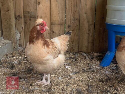 2 SULMTALER HENS BIDS PER LIFE