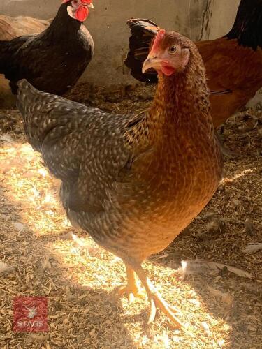 2 BIELEFELDERS HENS BIDS PER LIFE