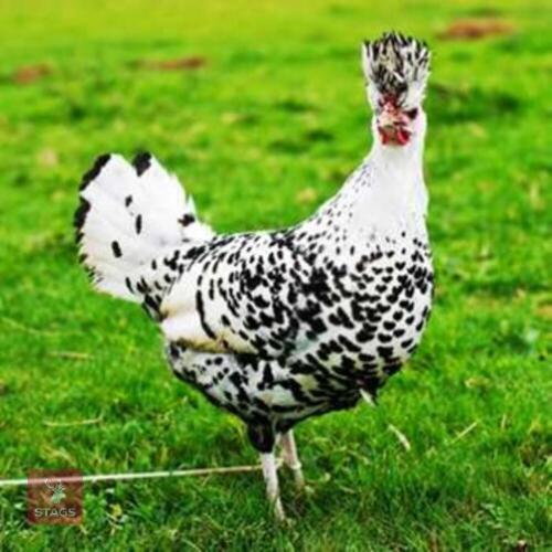 2 SILVER SPANGLED APPENZELLER HENS BIDS PER LIFE
