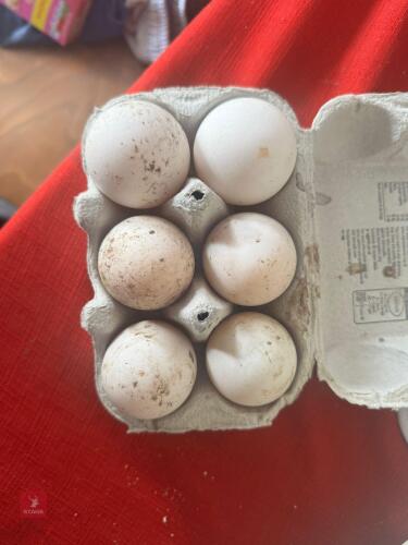 1/2 DOZEN DUCK HATCHING EGGS BIDS FOR THE GROUP