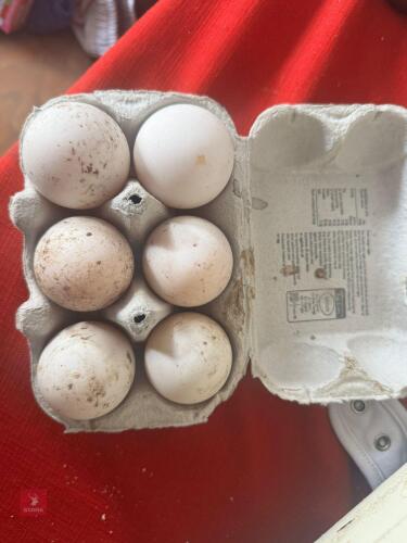 1/2 DOZEN DUCK HATCHING EGGS BIDS FOR THE GROUP