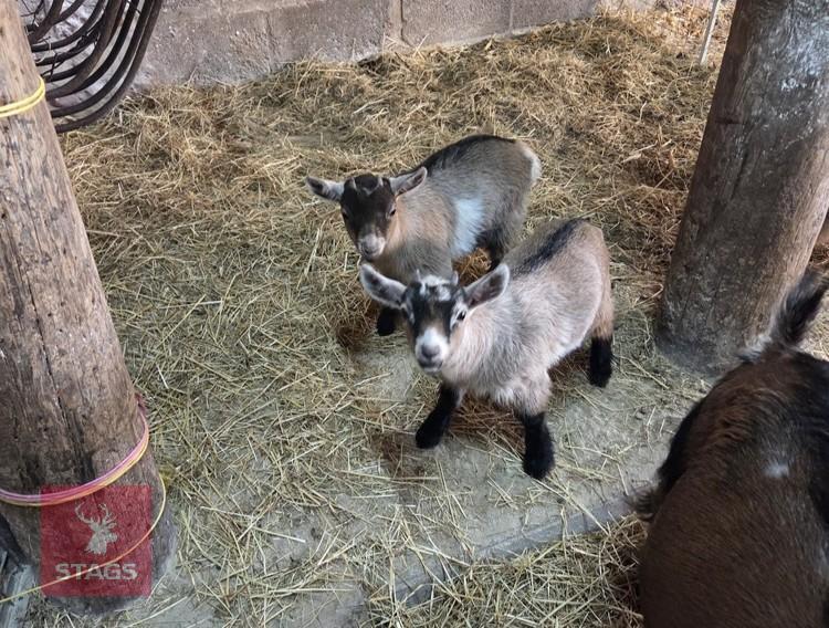 1MO WETHER PYGMY GOAT