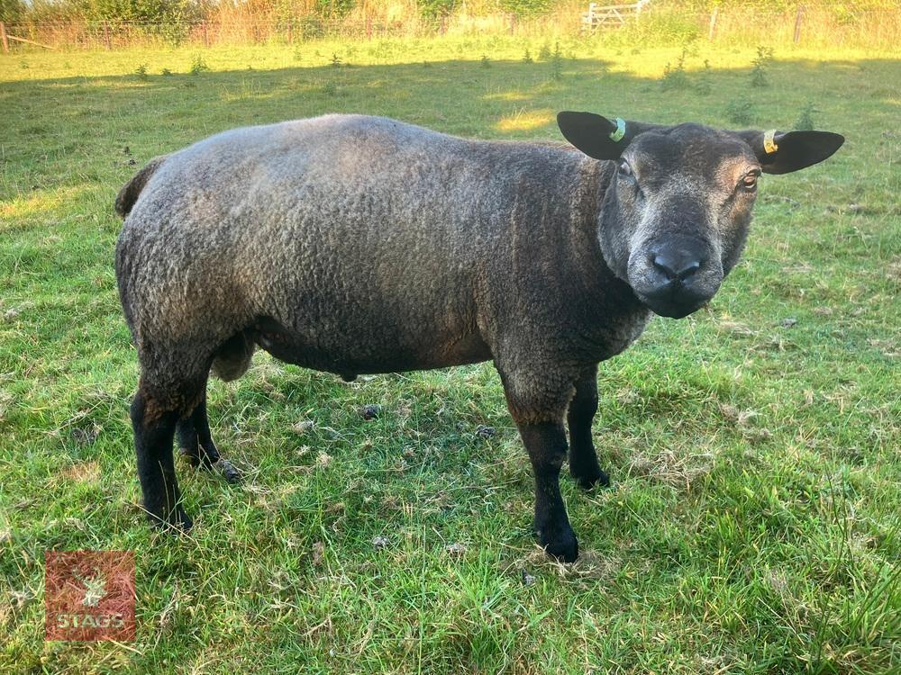 2T PUREBRED BLUE TEXEL SHEARLING RAM