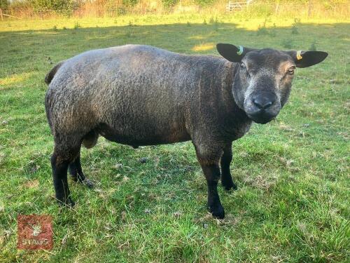 2T PUREBRED BLUE TEXEL SHEARLING RAM