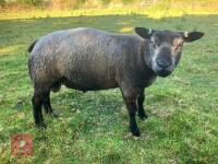 2T PUREBRED BLUE TEXEL SHEARLING RAM