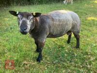 2T PUREBRED BLUE TEXEL SHEARLING RAM - 2