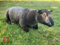 2T PUREBRED BLUE TEXEL SHEARLING RAM - 3