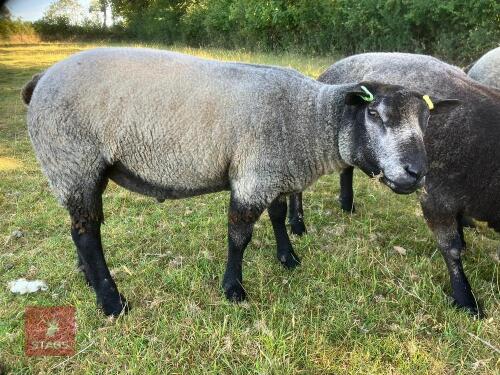 2T PUREBRED BLUE TEXEL SHEARLING RAM