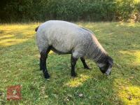 2T PUREBRED BLUE TEXEL SHEARLING RAM - 3