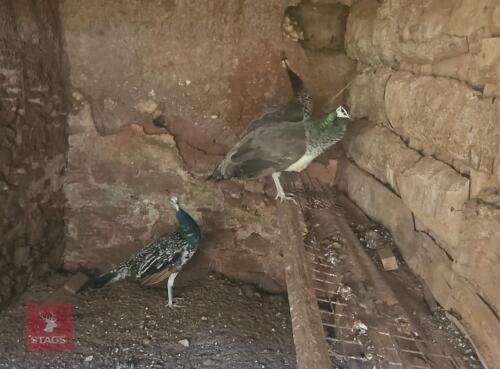 TRIO OF PEAFOWL BIDS FOR THE GROUP