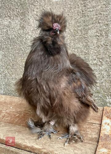 CHOCOLATE BEARDED SILKIE COCKEREL